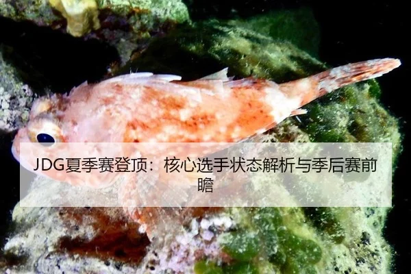 xia-ji-sai-deng-ding-he-xin-xuan-shou-zhuang-tai-jie-xi-yu-ji-hou-sai-qian-zhan-3-860.jpg